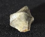 Cyrtospirifer verneuili (MURCHISON 1840) - Bild © FossNet FossilienStore